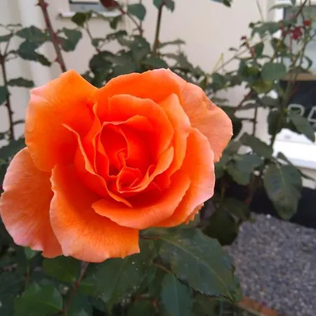 Twin Oaks فندق مبيت وإفطار