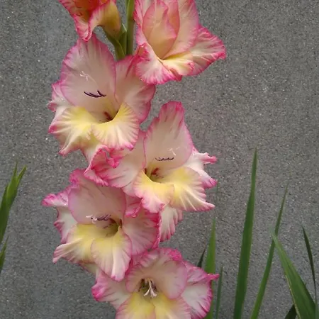 Bed and Breakfast Twin Oaks