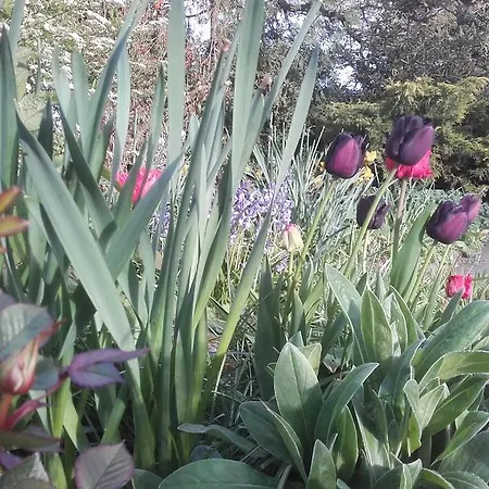 Twin Oaks Κίλκενι