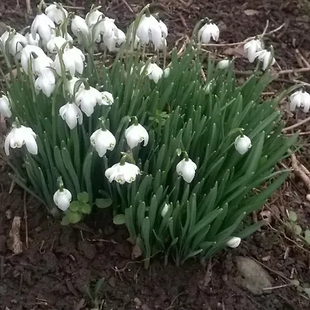 Twin Oaks Panzió 3*