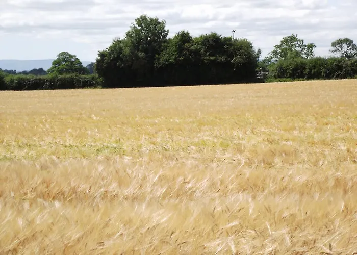 Twin Oaks קילקני