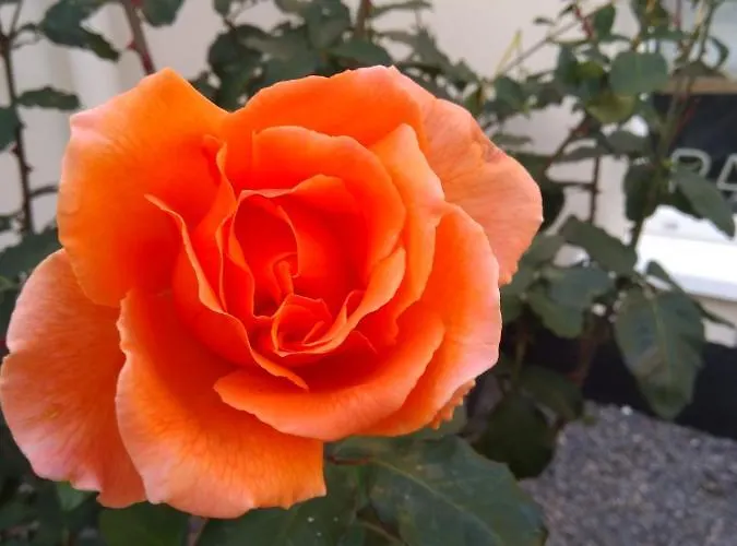 Twin Oaks לינה וארוחת בוקר