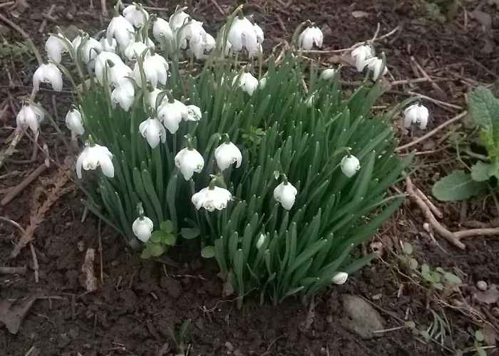 Twin Oaks Bed and breakfast 3*